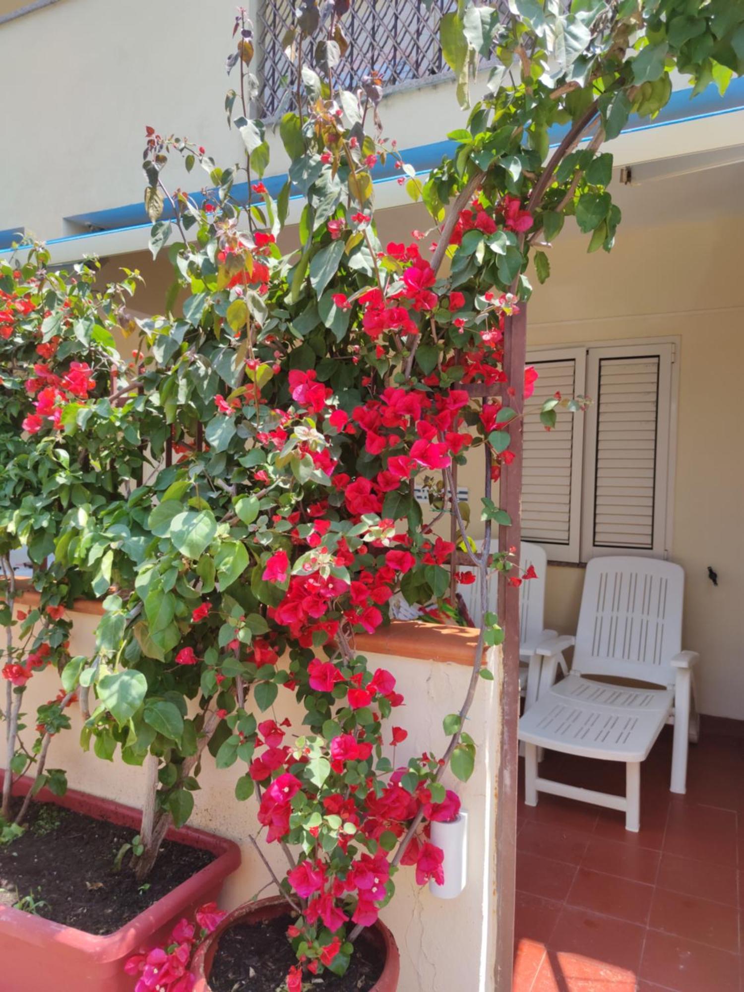 My Little House - Appartamento Con Patio E Parcheggio Privato A 5 Minuti Dalla Spiaggia E Dal Centro تروبيا المظهر الخارجي الصورة